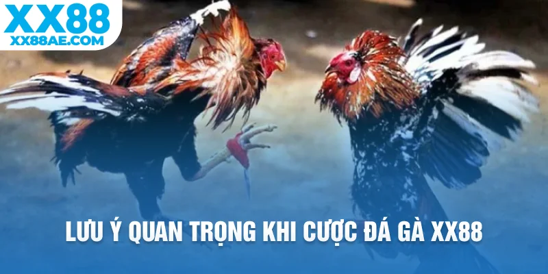 Lưu ý quan trọng khi cược đá gà XX88