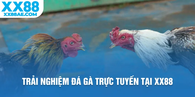 Trải nghiệm đá gà trực tuyến tại XX88